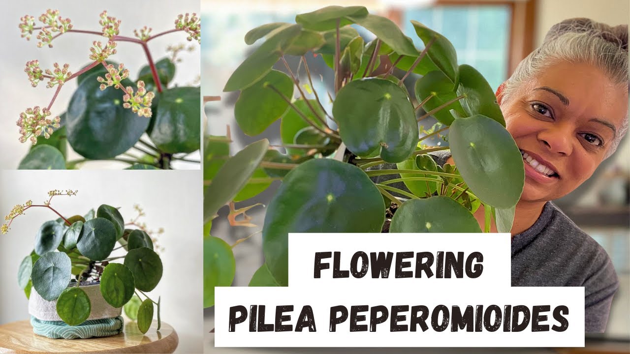 How to Care for a Pilea Peperomioides (Chinese Money Plant Guide)