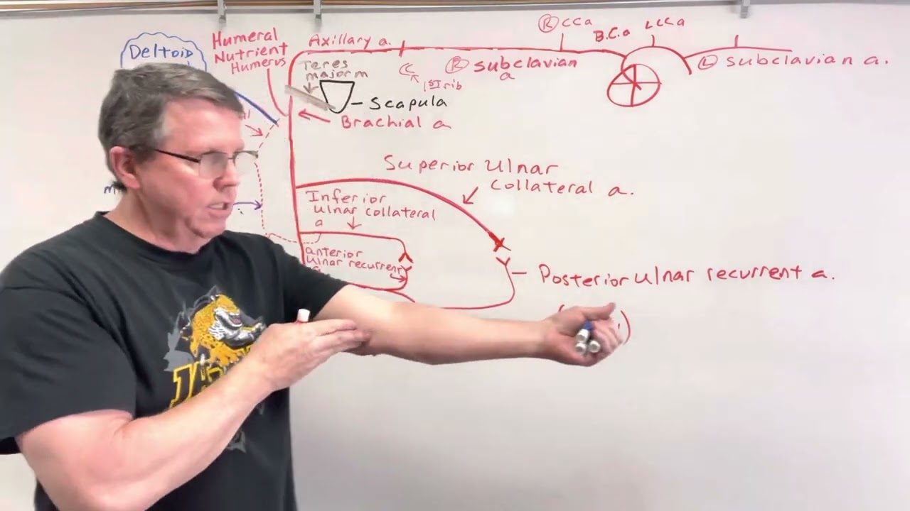 Arteries of the Upper Extremity