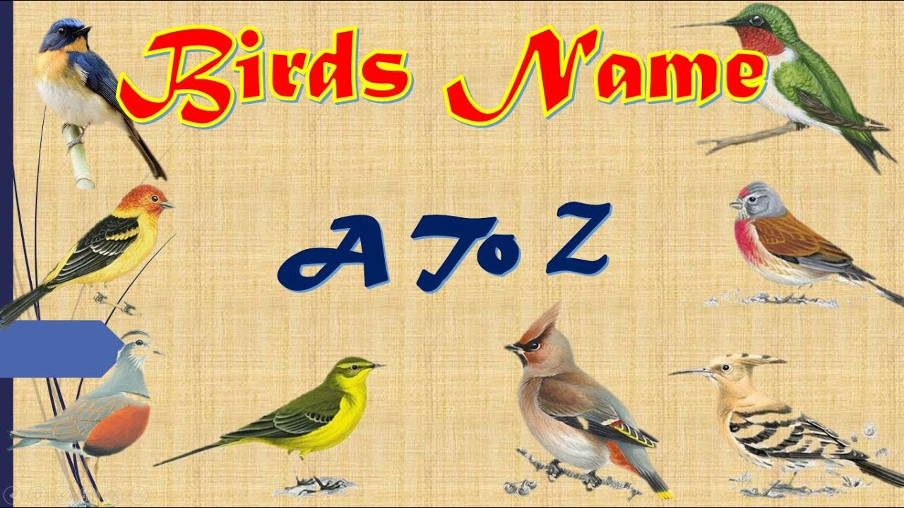 🦢🦆🦅🕊Alphabetically (A to Z) Birds Name , Birds names for children in English,🐦🐤🦉🦇