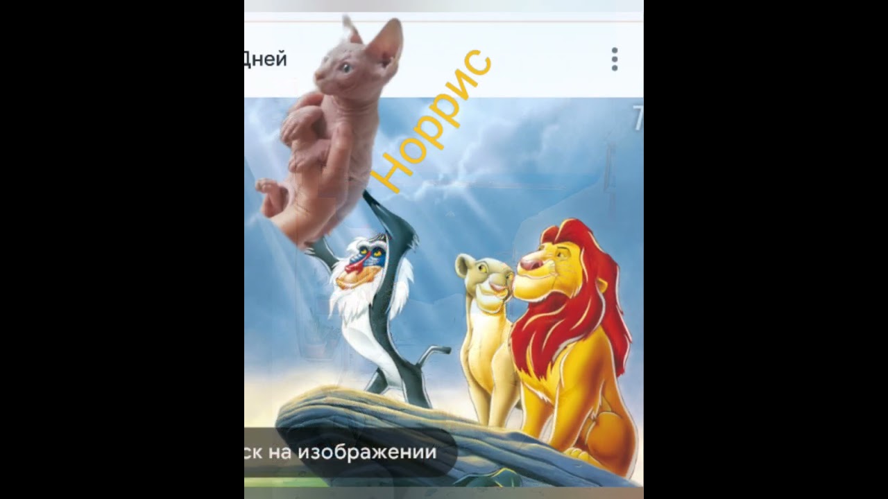 #animals