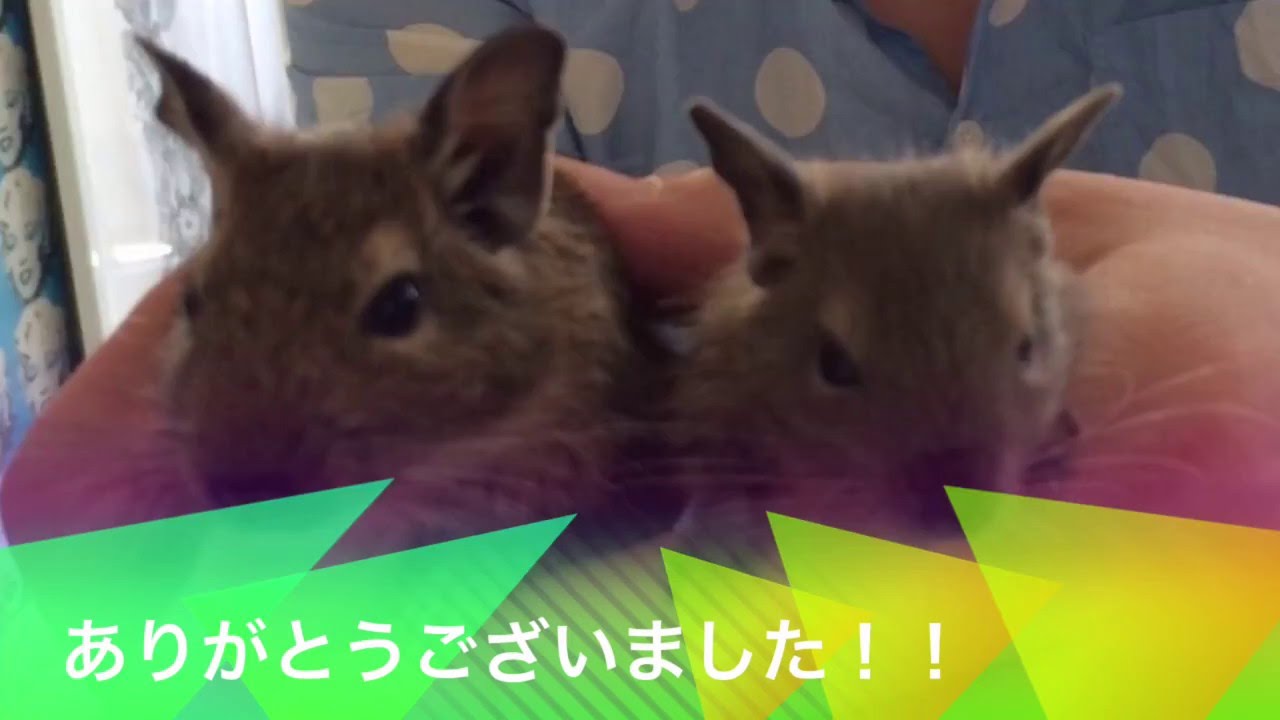 デグーの散歩の仕方