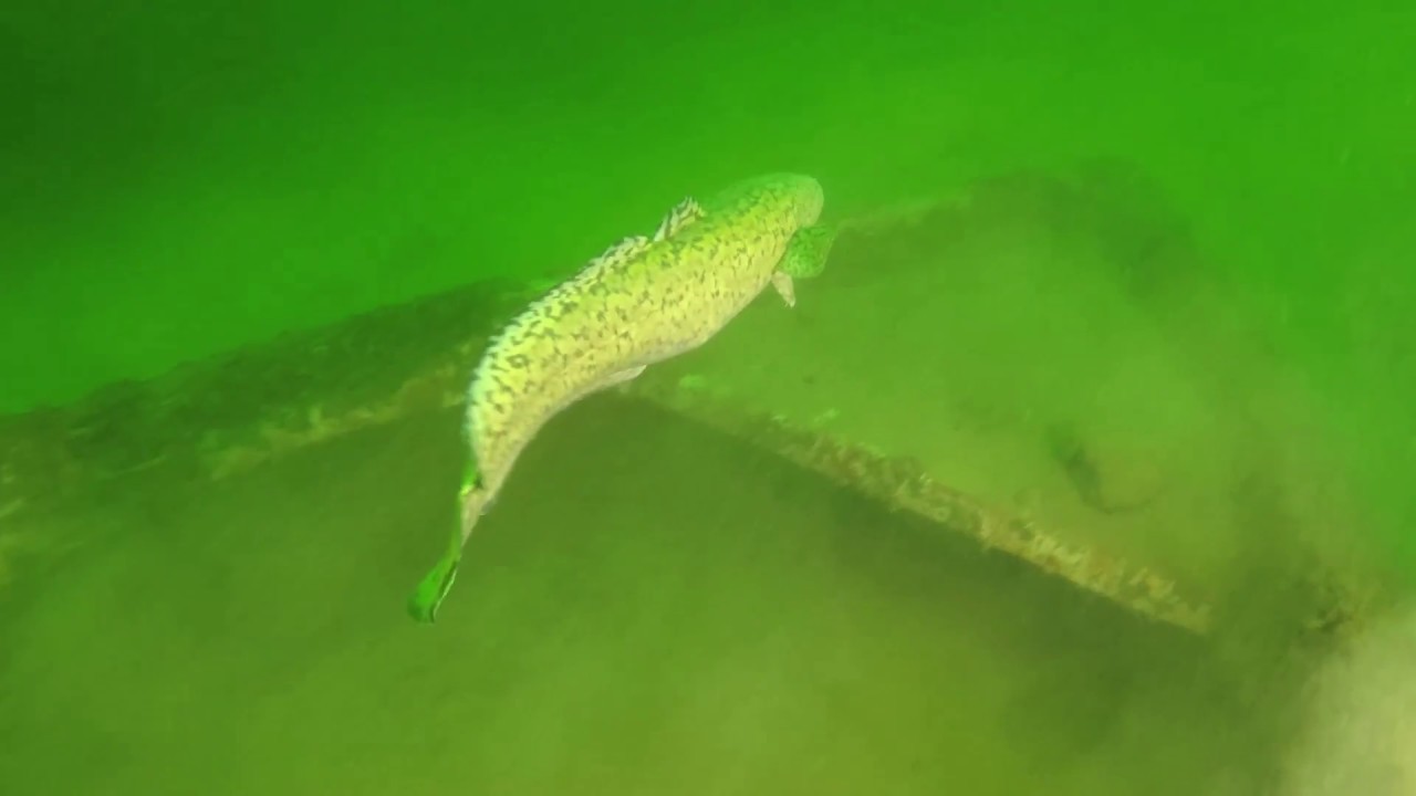Xiaomi 4k+ Tauchen im Starnberger See - Süßwasser Aal - Unterwasserkamera