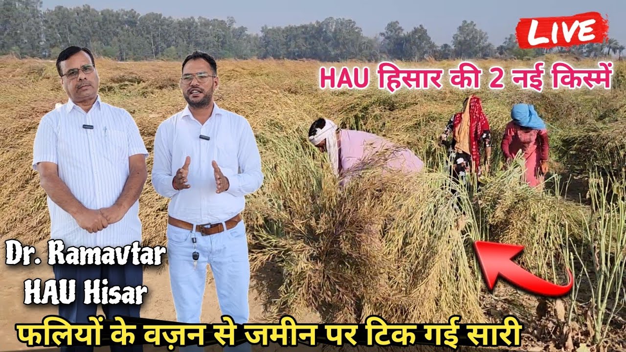 1000 Rs वाली रंगीन थैली को छोड़ो👍HAU हिसार की ये सरसों लगाओ देगी 14 से 15 क्विंटल / एकड़ पैदावार🔝
