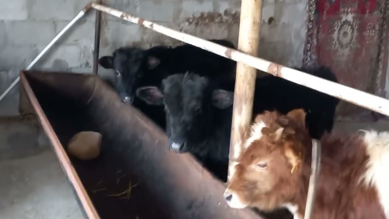Молхонами куриниши  букачаларди буйи ва кандай ем беришим