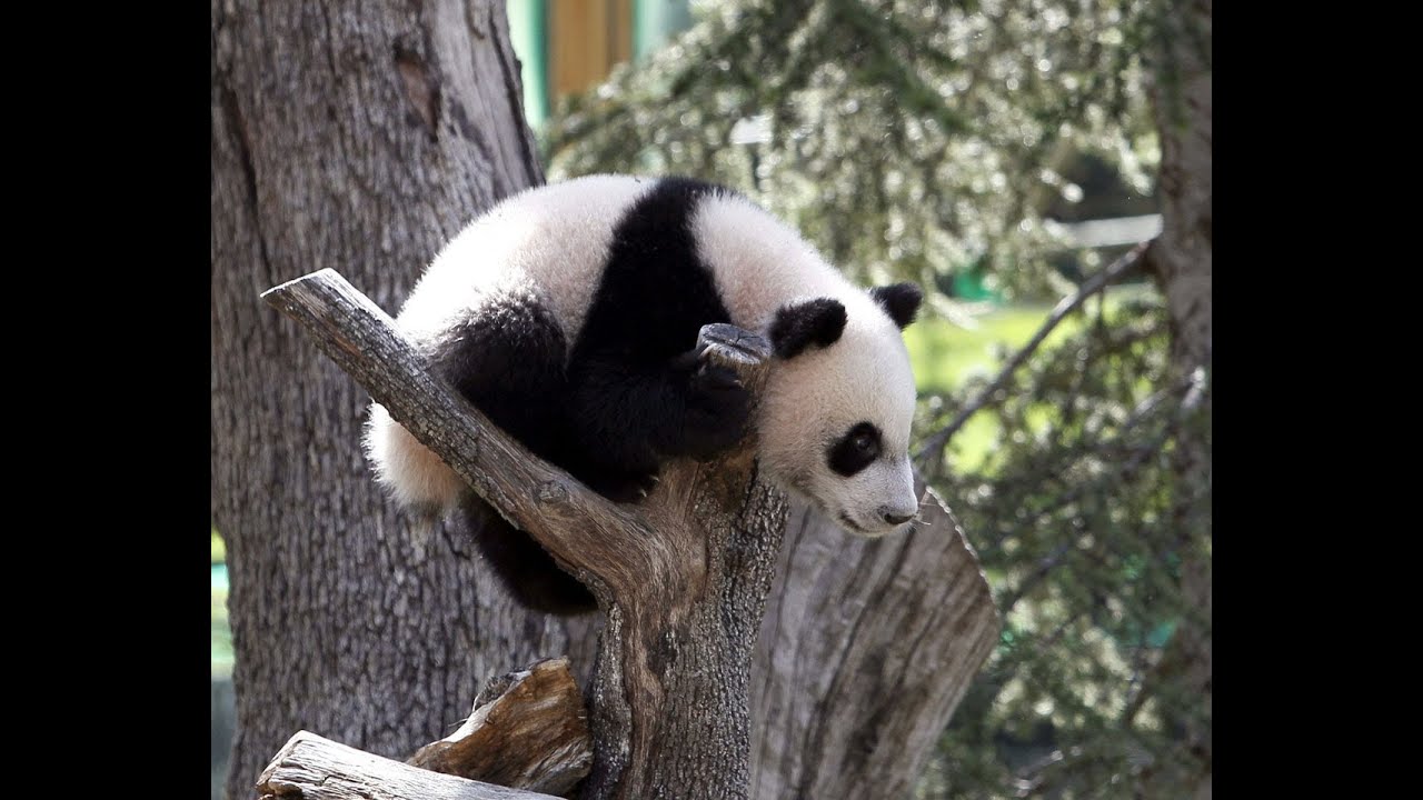 La cr&iacute;a de oso panda gigante del zoo de Madrid ya corre y trepa