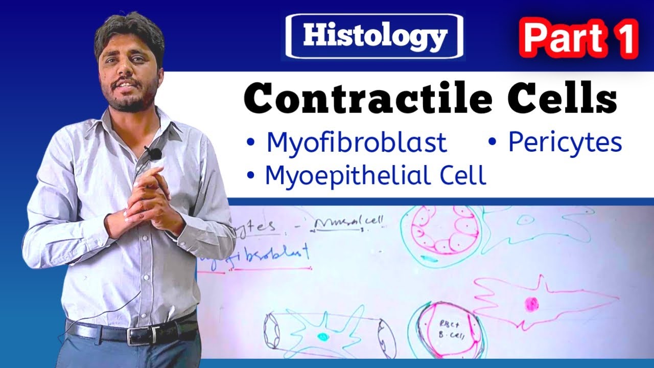 Contractile Cells| Pericytes| Myoepithelial cell | Part 1