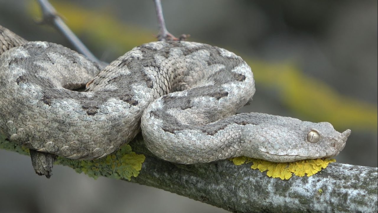 Field herping Croatia & Italy 2021
