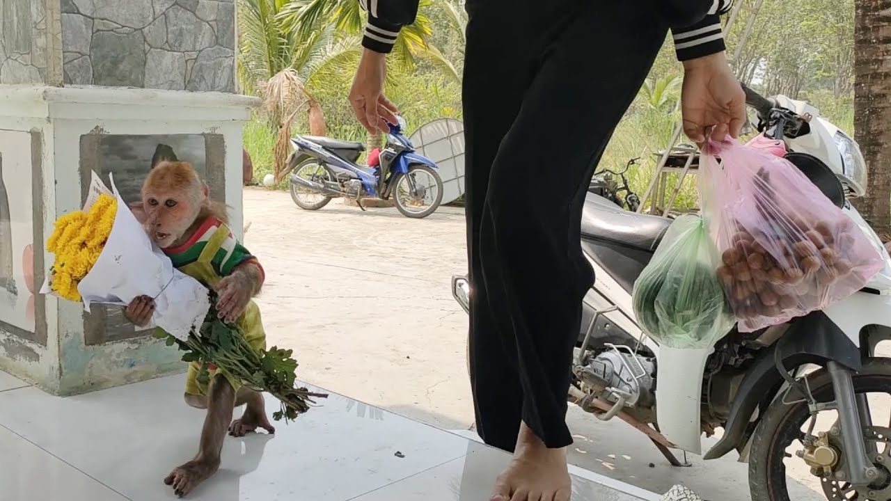 Monkey Kuku helps Mom carry heavy things