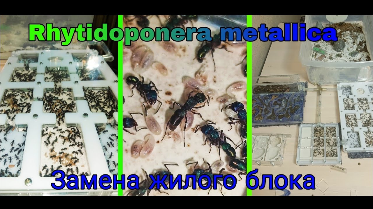 Rhytidoponera metallica замена жилого блока, переселение, соединение формикариев AntGart