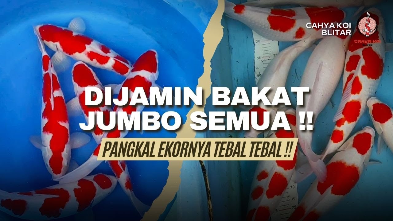 IKAN BODY PROFESSIONAL STANDARD JEPANG !! DIJAMIN IKANNYA BAKAT JUMBO SEMUA BOSKU !!