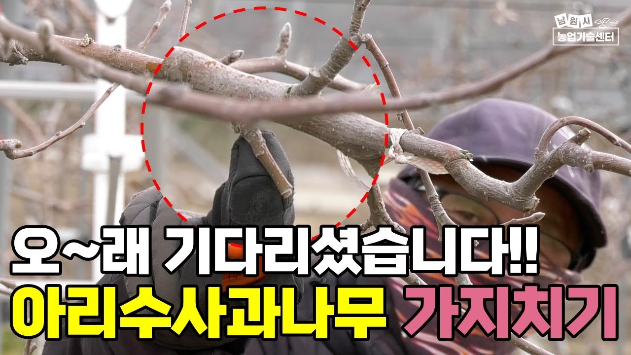 아리수 사과 가지치기 홍로, 후지와는 다른 전정 방법 기본을 알고 하셔야 해요