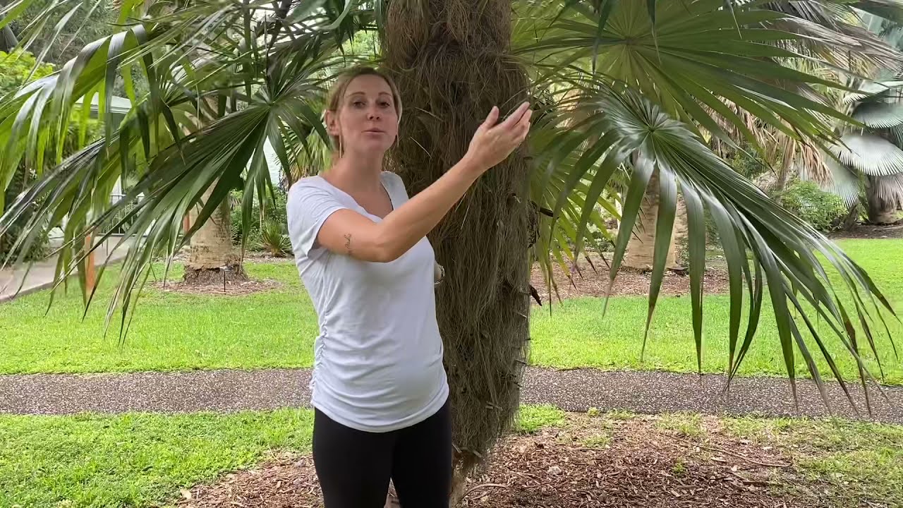 Species Spotlight: Old Man Palm