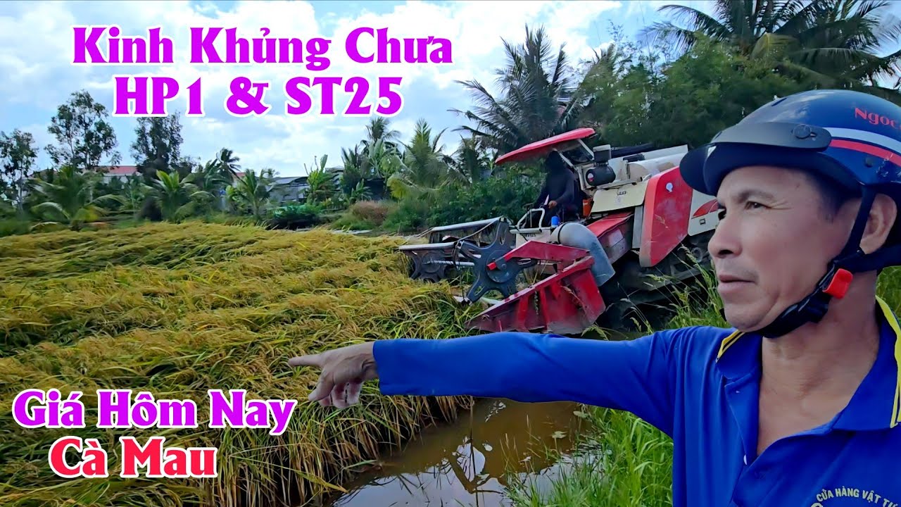 02/02/2026 Giá Lúa ST25 & HP1 Đài Thơm Hôm Nay Xả Khánh Hưng Cà Mau #ngườicàmau