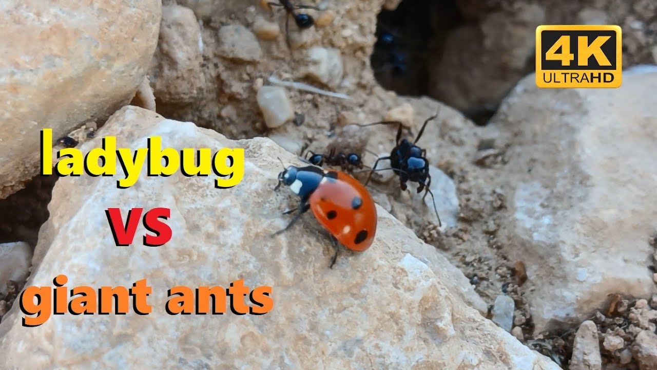 life of ladybugs and ants Documentary wildlife-4K