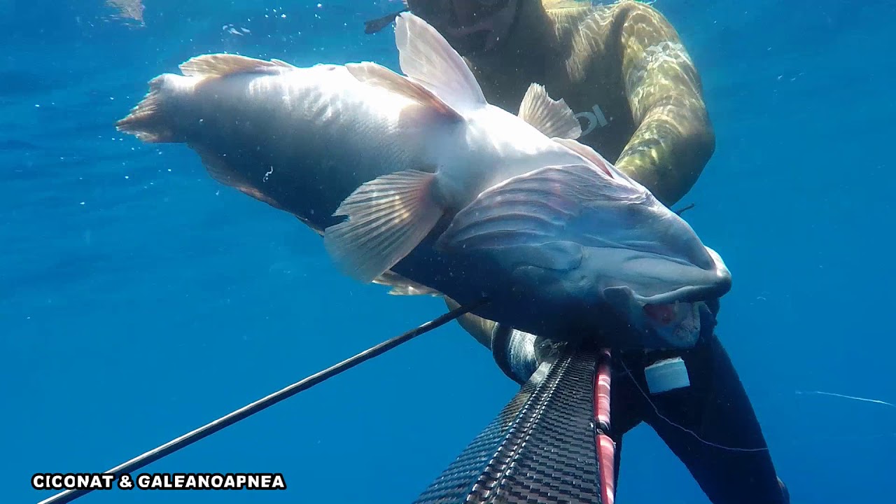 SPEARFISHING:THE BEST OF 2017 IN MEDITERRANEAN
