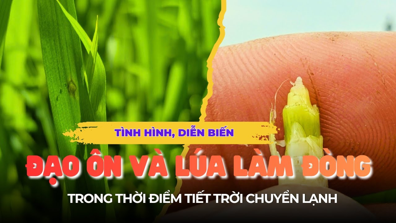 CÂY LÚA AN GIANG - Tình Hình, Diễn Biến Bệnh Đạo Ôn Và Lúa Làm Đòng Thời Điểm Tiết Trời Chuyển Lạnh