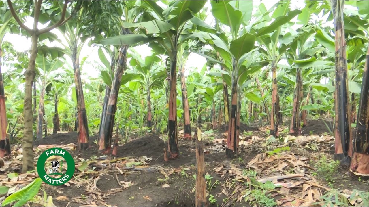 HOW YOU CAN MENTAIN BANANA HIGH YIELDS