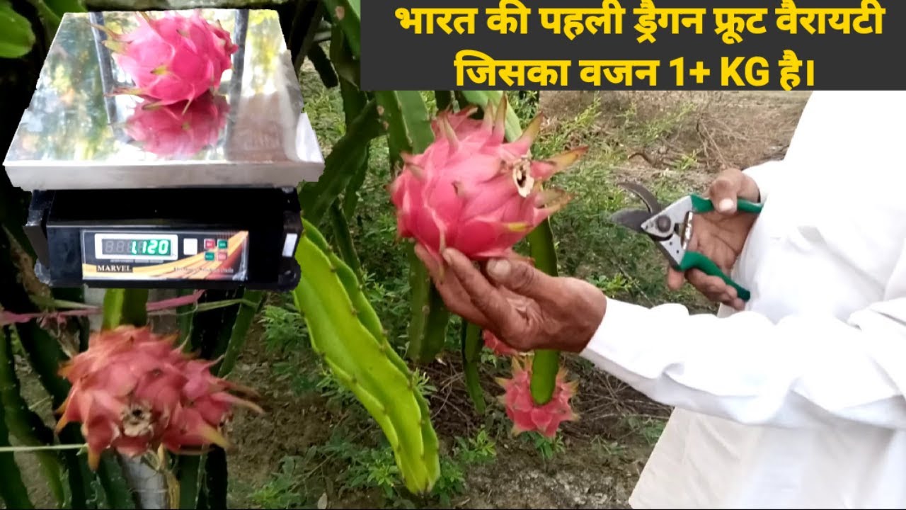 How Many Varieties in Dragon Fruit|Best Variety for India | Temp Tolerance 2°C to 46°C 🤷👍
