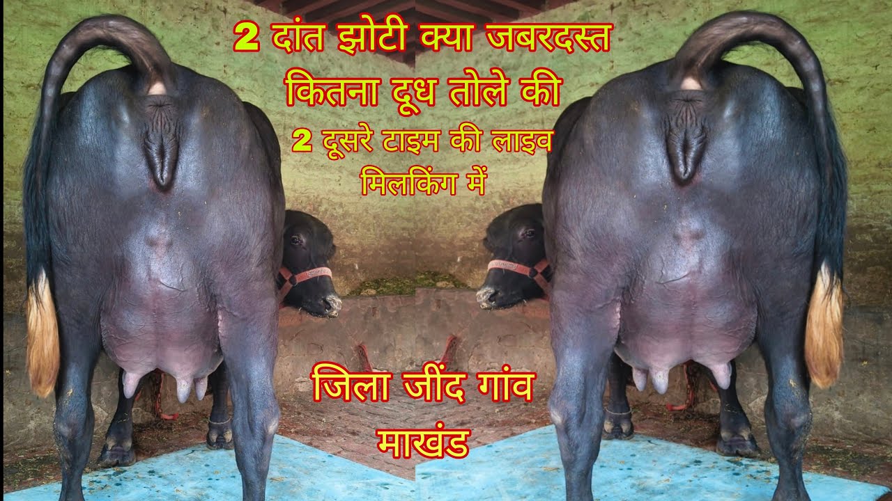 2 दांत झोटी पहले ब्यांत की लाइव मिलकिंग में कितना दूध तोले की 8188881700