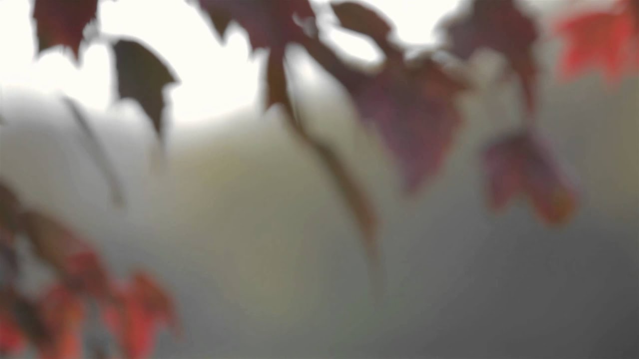 Introduction to City of Chelsea neighborhoods in Chelsea, Michigan