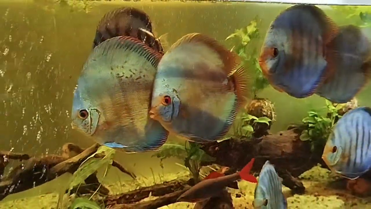 Discus Fish Tank in a Living Room