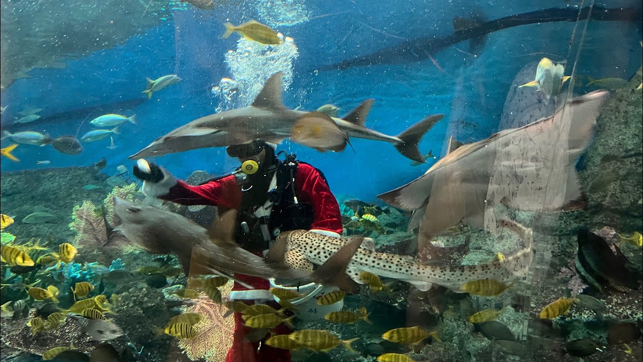 Thailand Trip - Underwater World Pattaya