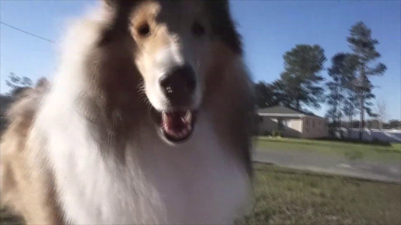 So You Think You Want A Rough Collie | SHEDDING... Or Not?
