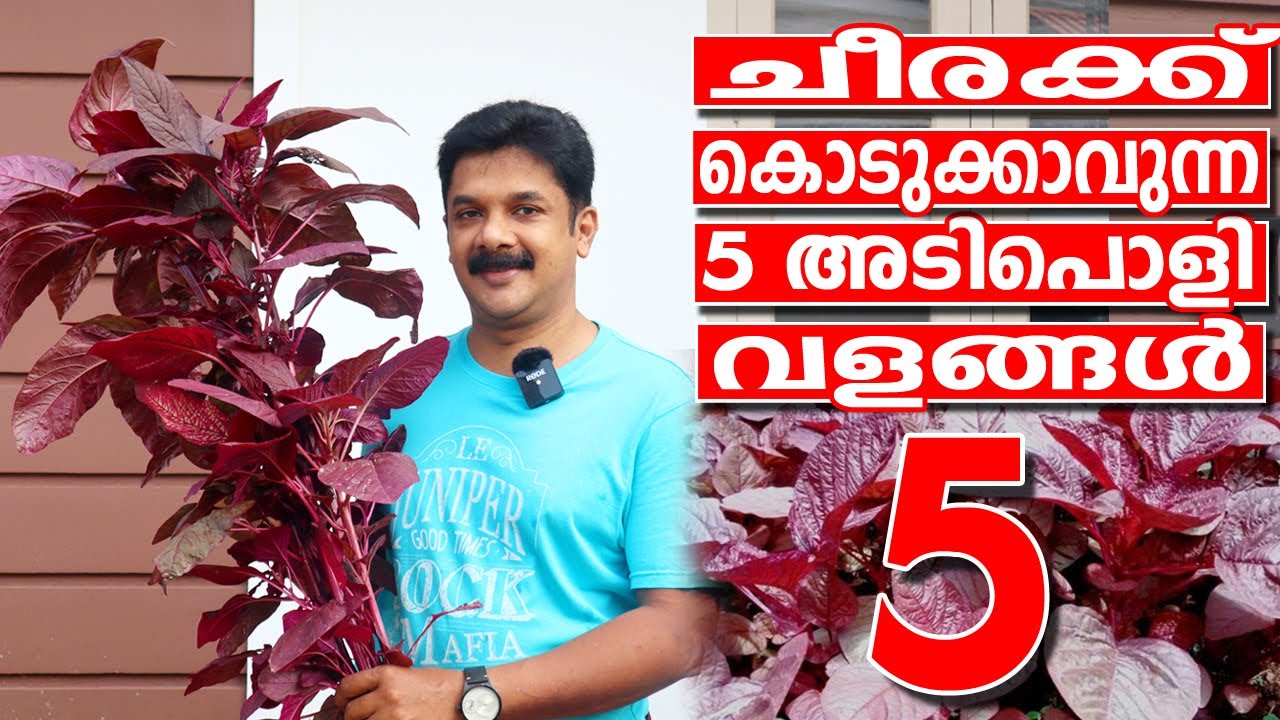 ചീരക്ക് കൊടുക്കാവുന്ന 5 അടിപൊളി വളങ്ങൾ | Best 5 Fertilizer for Cheera | Cheera Krishi Malayalam