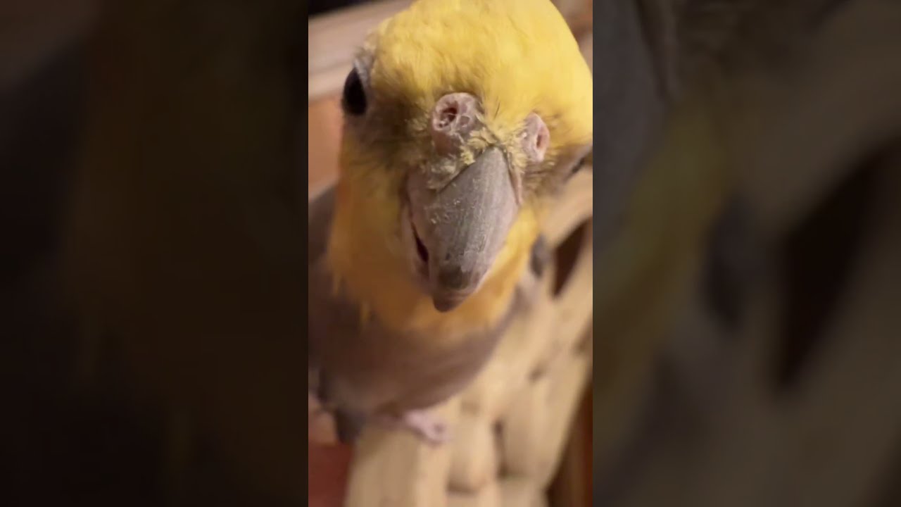 The Oldest and Coolest Cockatiel on the Internet 🐦 | KONAcam Compilation