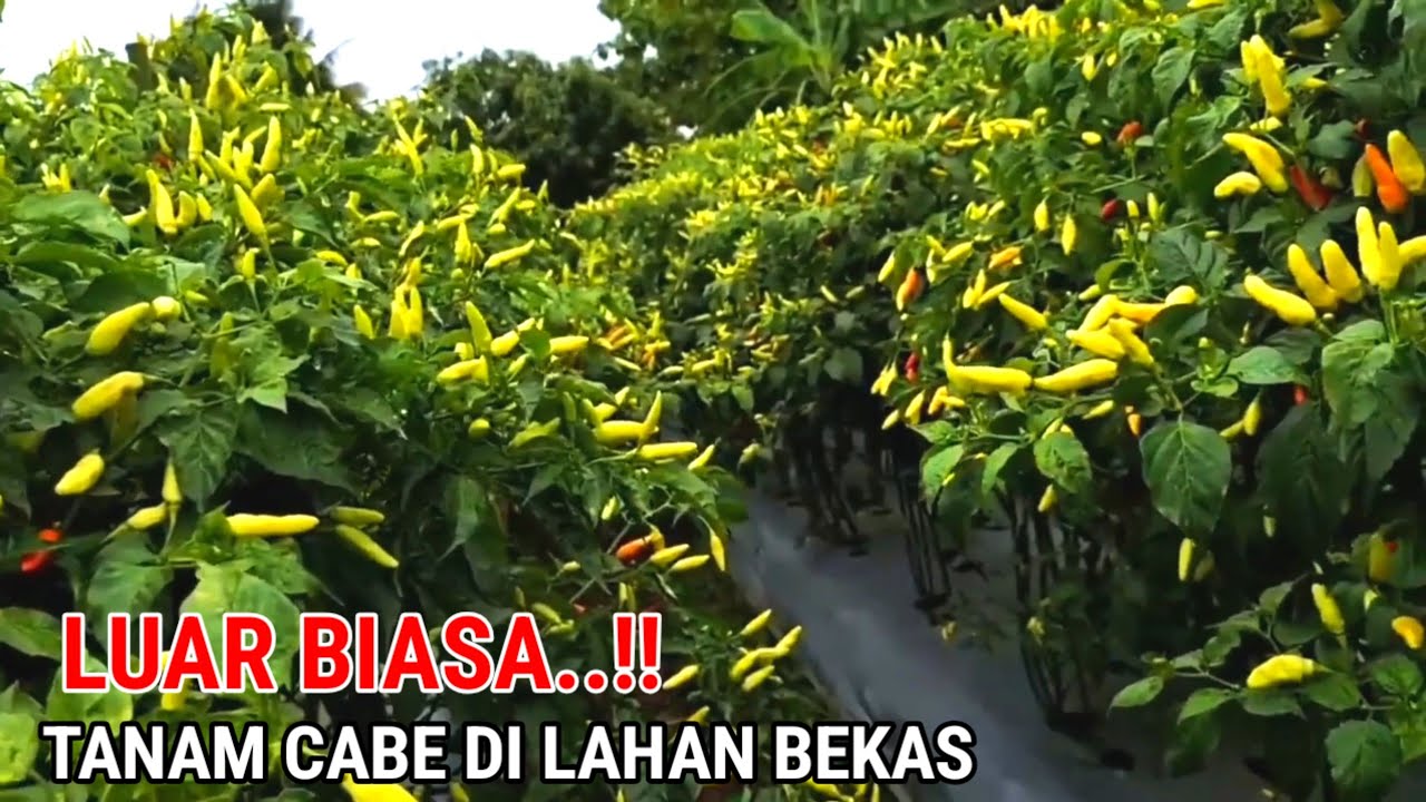 CARA LENGKAP TANAM CABE DI LAHAN BEKAS ! DARI AWAL HINGGA PANEN