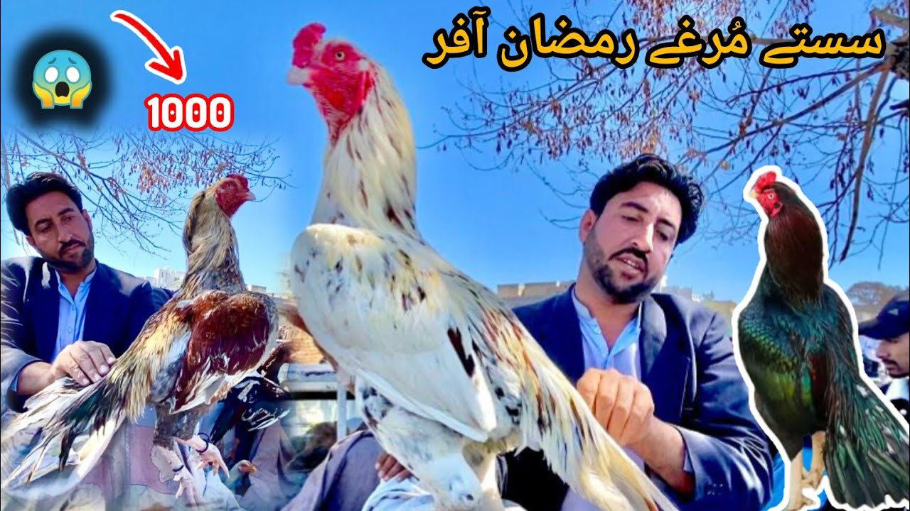 Sasty murge Aagye Ramadan offer a gyi 😱|murga mandi|Cheap rates|Aseel murga mandi