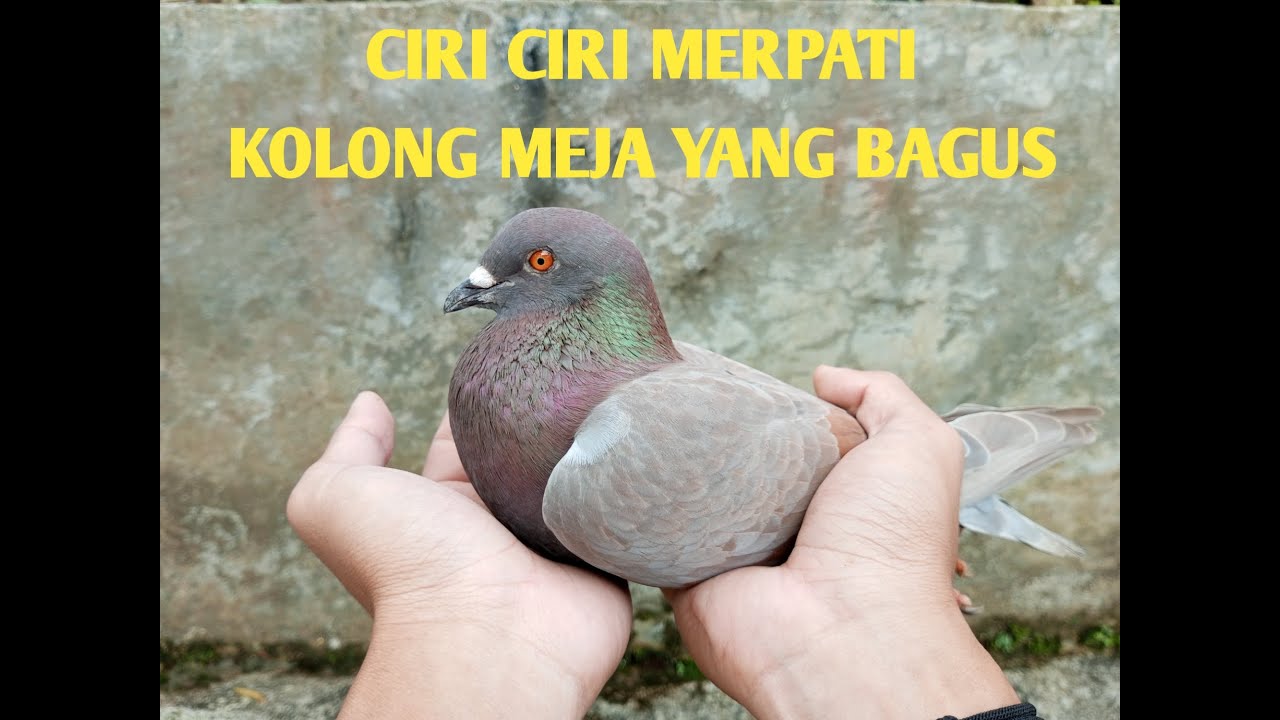 Ciri Ciri Merpati Kolong Meja yang Bagus