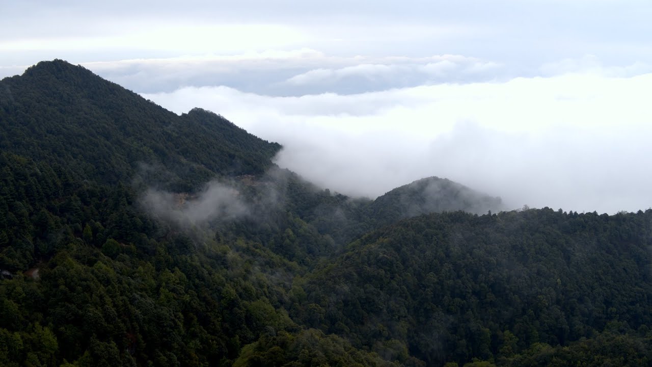 Ailao Mountains Series | Ep. 8: Misty forest