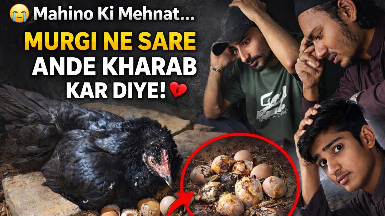 Mahino Ki Mehnat Zaya Ho Gayi 😭 | Murgi Ne Sare Ande Kharab Kar Diye 💔