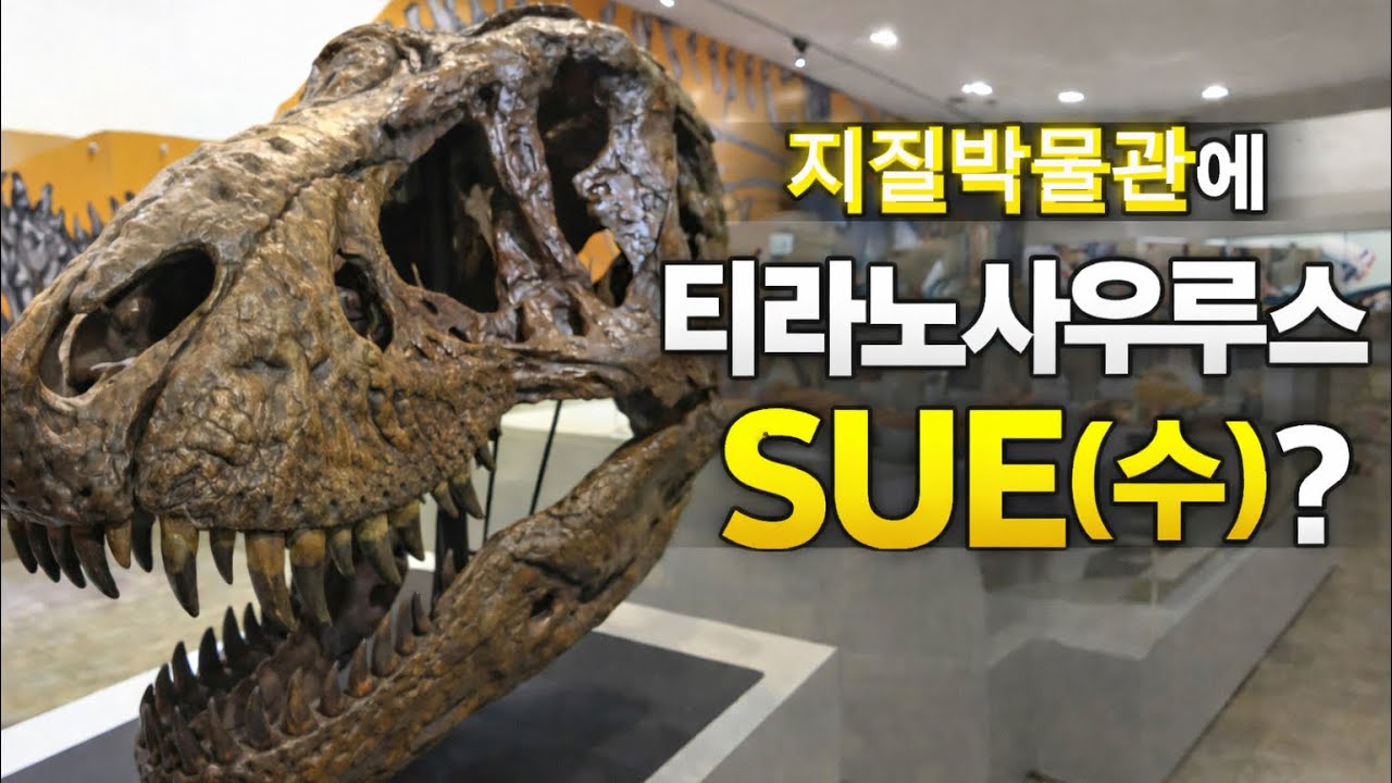 지질박물관 갔는데 T-rex SUE??! (티라노사우루스 120년 수의 복제표본)