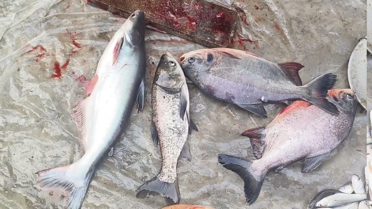 XWild Fishing Exciting, Easy Catch Big Fish With Two Large Pump Cannon Sucks Water Out Of Wild 2026