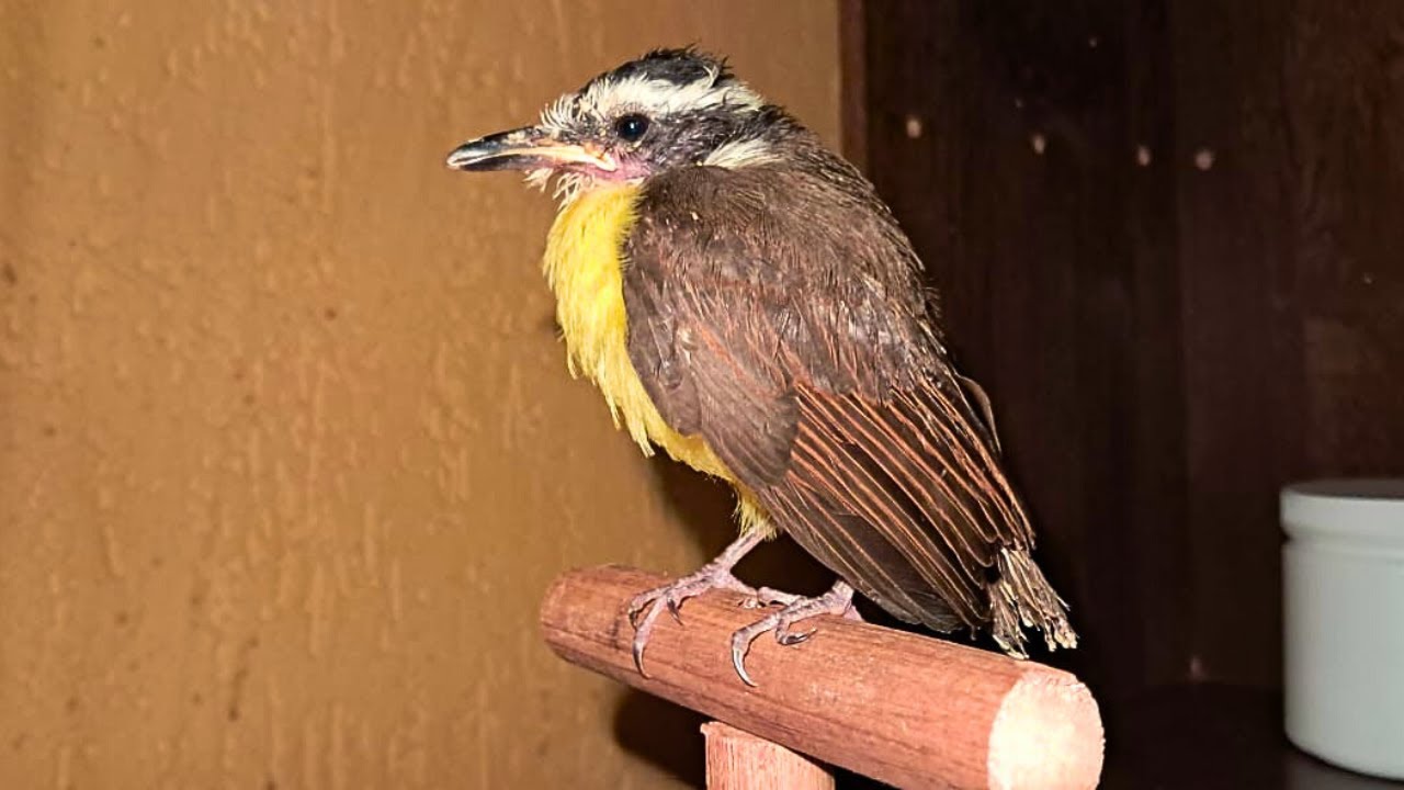 O Filhote de Bem-te-vi Que Achei Abandonado já Está Voando - Jurandi Bem-Te-Vi