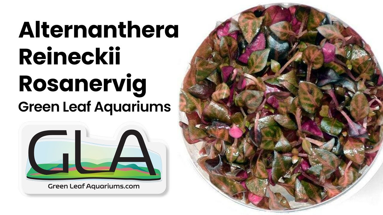 Alternanthera Reineckii Rosanervig (GLA Tissue Culture) - Nature Aquarium