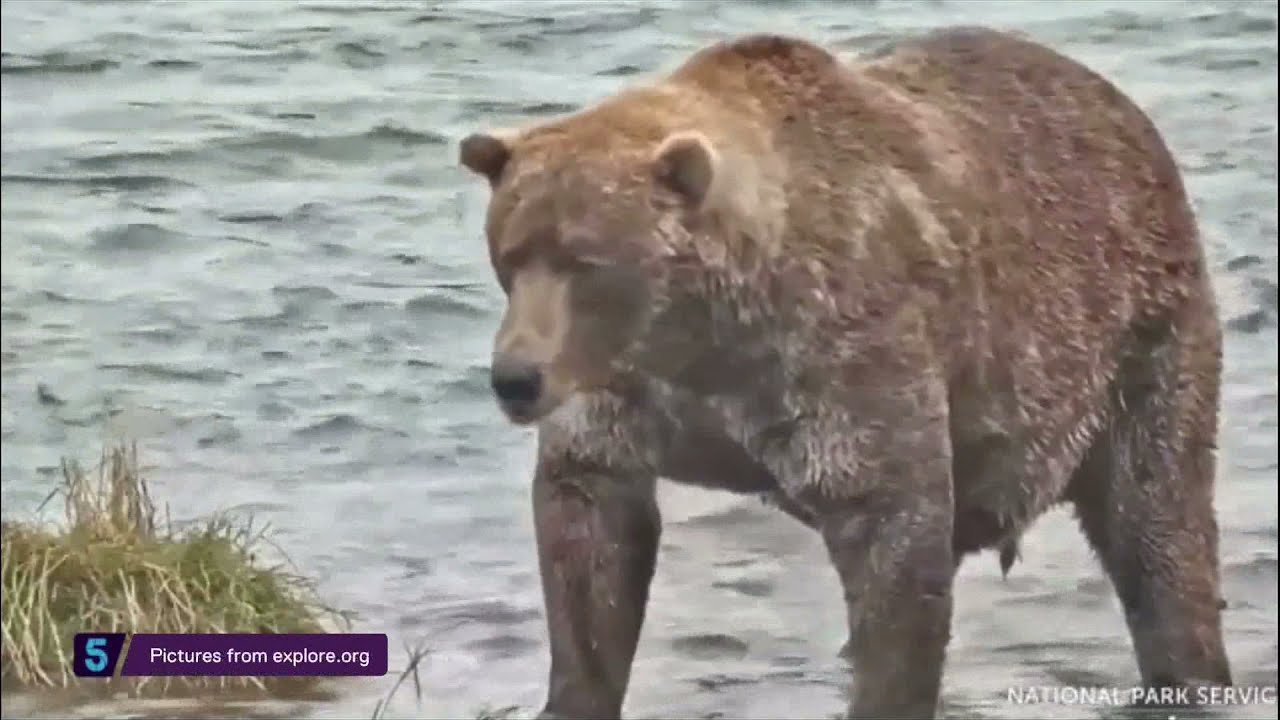 Fat Bear Contest: 480 lb Otis takes the title for the fourth time | 5 News