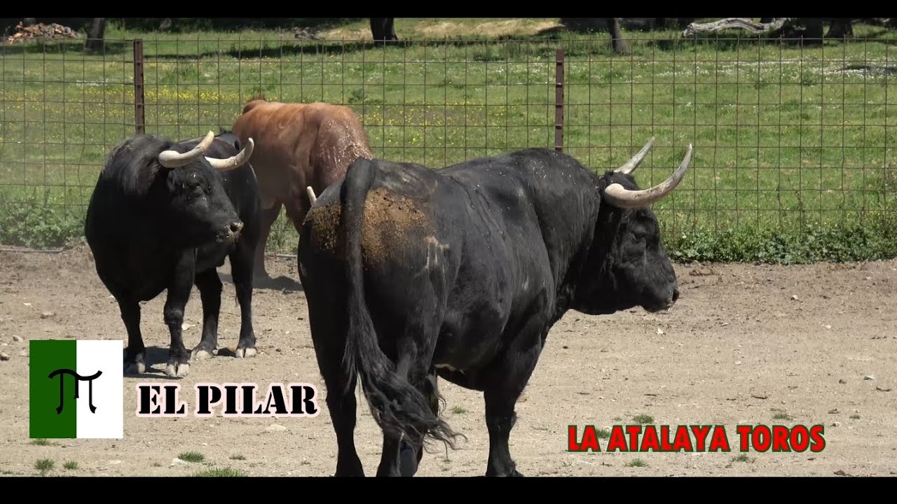 EL TORO BRAVO EN EL CAMPO EPISODIO 2 EL PILAR