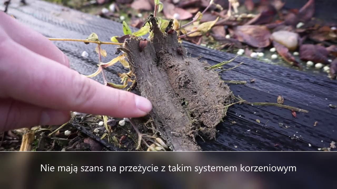 Agrowłóknina & Agrotkanina, Wady i Zalety, #BorówkaPolska