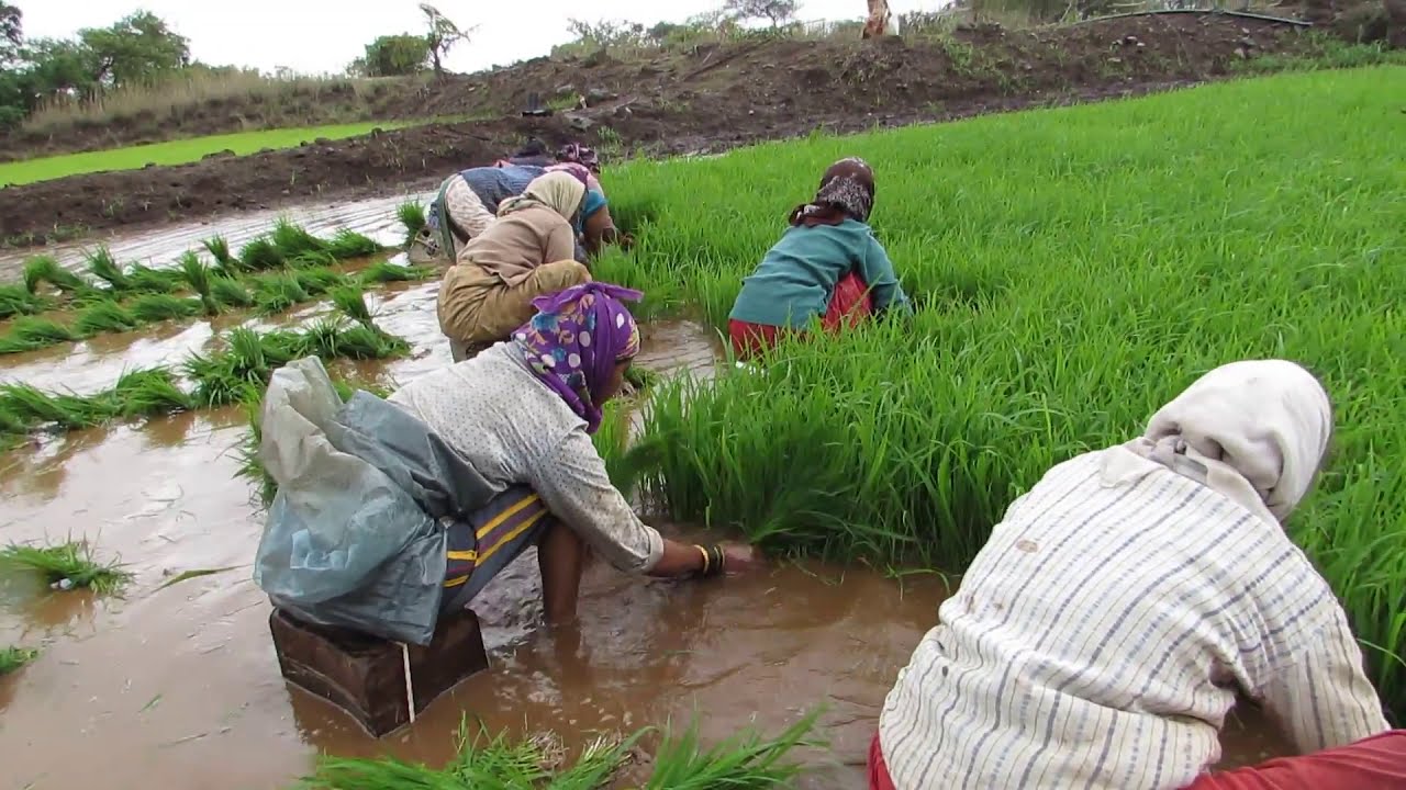 Bhat Lavni Bhalari/ Paddy Sowing Songs भलारी , भात लावनीची  गाणी