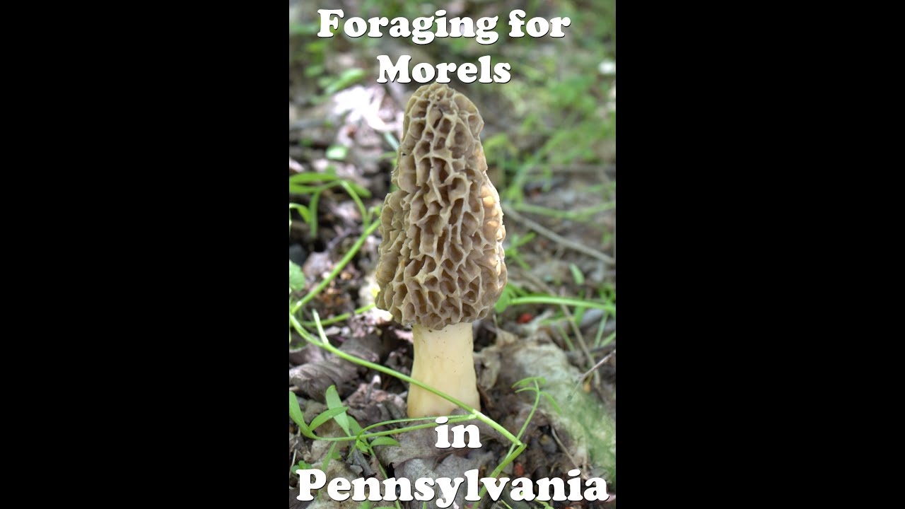 Foraging for Morels in Pennsylvania