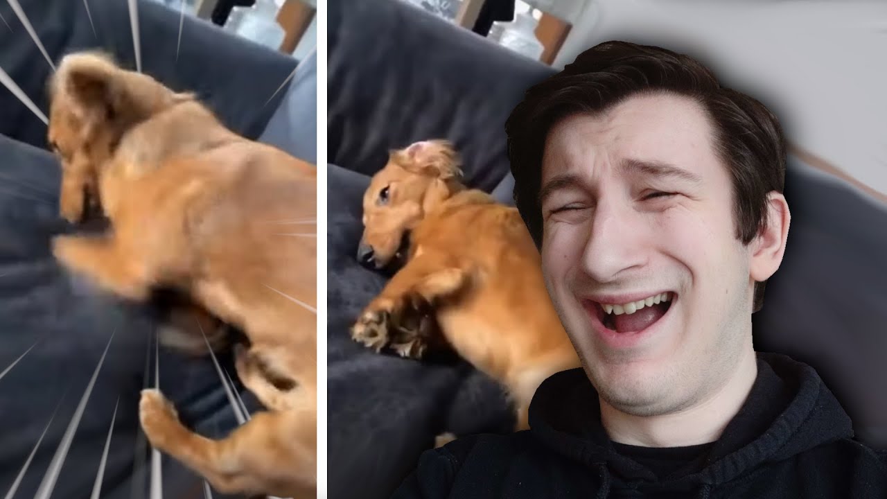 Reacting to YOUR dumb TikToks
