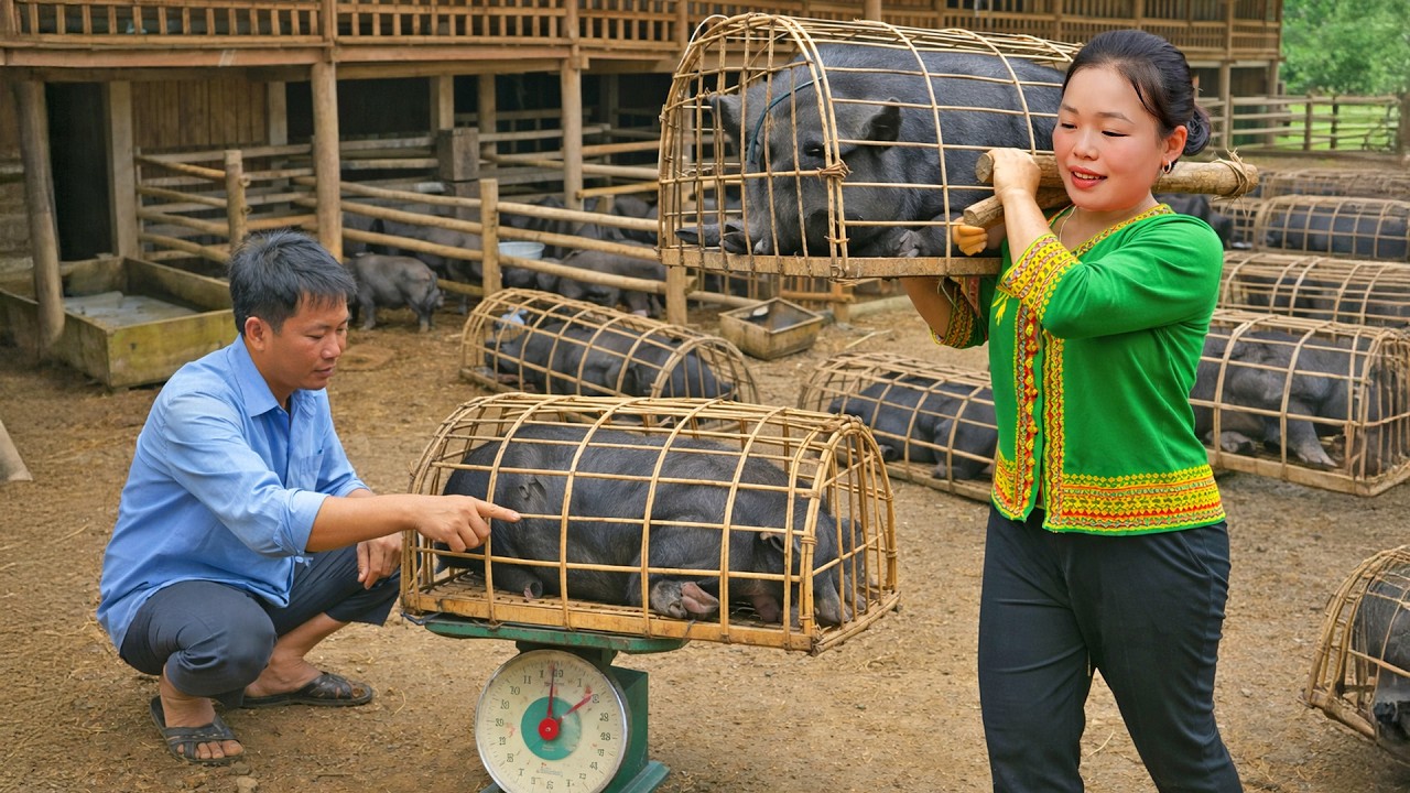 The Pigs Have Grown Big - Calling a Trader to Sell Them for Money - Rural Life | Trieu Mai Huong