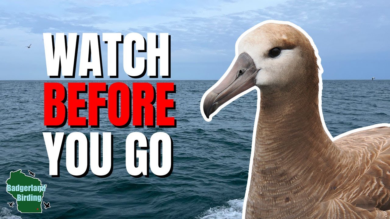 5 Things You Need to Know Before Going on Your First Pelagic Birding Trip