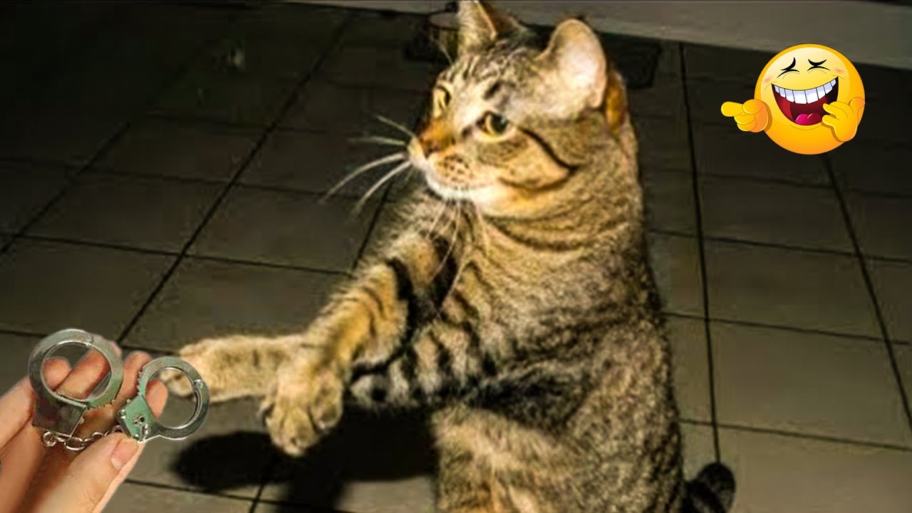 Best Of The 2024 Funny Animal Videos 😂 Funny Dogs and Cats Make You Unable To Stop Laughing😻🐶