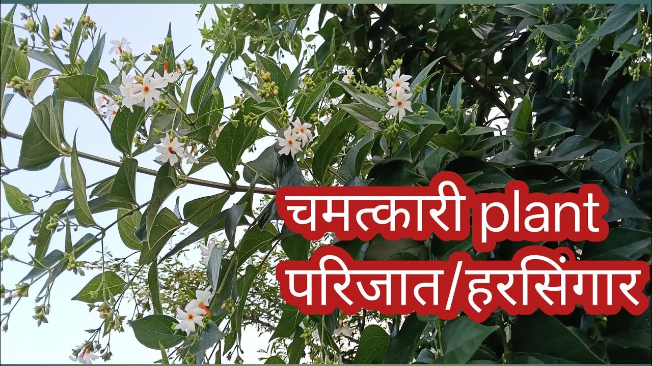 परिजात/हरसिंगार के फ़ायदे,परिजात को कब और केसे use करें||परिजात/हरसिंगार के फायदे 