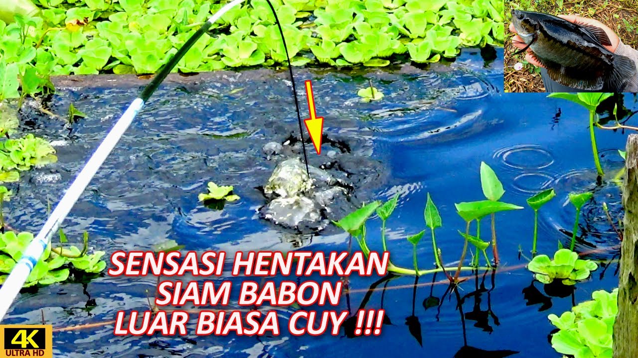 TEKNIK MANCING SEPAT SIAM BABON DIJAMIN KETAGIHAN SAMA TARIKAN NYA !!!