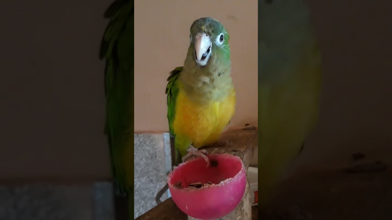 MEU LOURO Ê LINDO E INTELIGENTE